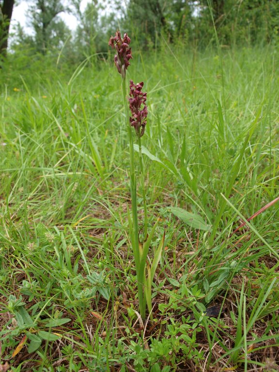 Orchis coriophora ?